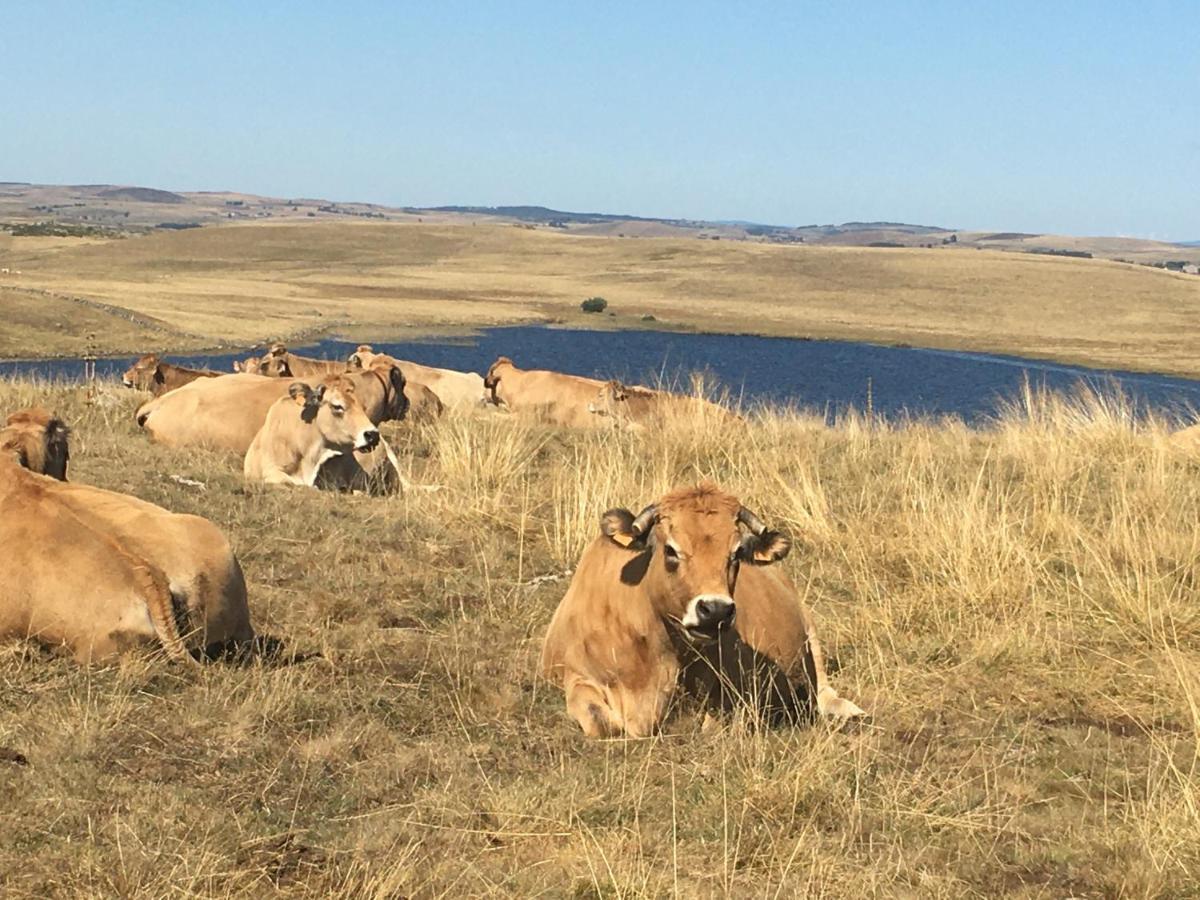 Aux Portes D'Aubrac Studio 2 Personnes Bed & Breakfast Condom-d'Aubrac Екстериор снимка